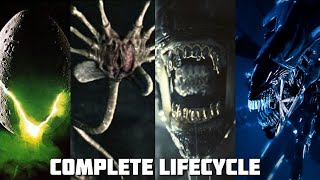 How does the Aliens Lifecycle Work  Alien Romulus [upl. by Yelkrab]