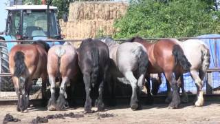 CadzandTrekpaardenwereldOostburgEede fietsroute [upl. by Lanuk]