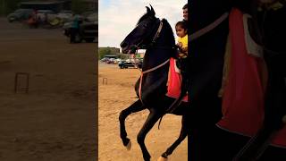 Horse 🐎 Riding horse horses ghoda horseriding horselover ytvideo shortsfeed dhruhi [upl. by Nitza]