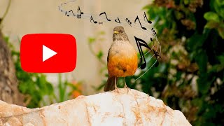 Disfruta del Hermoso Canto del Zorzal  Canto do Sabiá Laranjeira  Z Colorado Turdus Rufiventris [upl. by Slein]