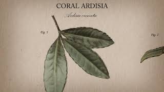 Coral Ardisia [upl. by Maurice]