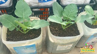 No need for a garden recycle plastic bottles to grow broccoli at home fresh vegetables My Garden [upl. by Relyc]