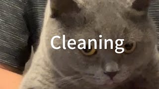 CleanCat cleaning and brushingcatcleaning cats catshorts [upl. by Heuser]