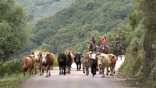 Transhumance bovine  une tradition qui perdure en Corse [upl. by Flannery]