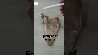 Epiphysis of Scapula [upl. by Smeaj657]