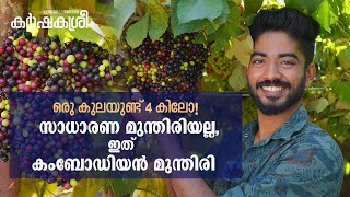 ഒരു കുലയിൽ 4 കിലോ മുന്തിരി ഹമ്പോ ഇതൊരു യമണ്ടൻ മുന്തിരിക്കഥ [upl. by Neerual]