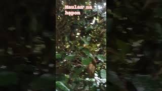 Maulan na hapon foryou nature subscribe [upl. by Yebloc49]