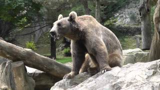 Parc animalier des Pyrénées dArgelèsGazost [upl. by Afrikah547]