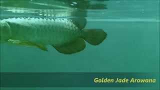 24K 90 GOLDEN HEAD CROSSBACK AROWANA [upl. by Nerrad]