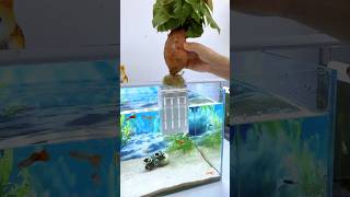 If you want to purify the water quality of the fish tank you must learn aquariumplants fishtank [upl. by Dotty]