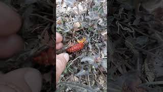 Pipevine Swallowtail Caterpillars arizonanature insects lepidoptera caterpillar [upl. by Vijar]