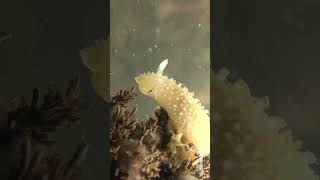 Nudibranch gets tiny visitor onderwaterverhalen underwaterworld mondesousmarin [upl. by Mindi]