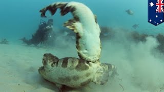 Wobbegong sharks caught on camera thrashing underwater in mating ritual off Gold Coast  TomoNews [upl. by Claribel217]