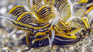 Nudibranchs in Motion  Wonderful Diving at Tawali Resort Milne Bay  Papua New Guinea 2024  4K [upl. by Bachman]