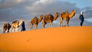 The Sahara Desert  Worlds largest Hot Desert On Earth  Meet The Inhabitants [upl. by Bernardina]