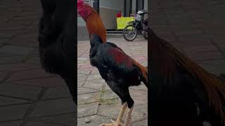 ayam wiring kuning besar ayam wirkun bangkok short katuranggan [upl. by Gierk]