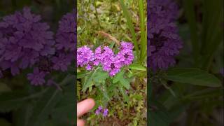 Flor Verbena [upl. by Enelrihs]