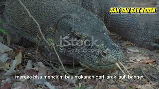 FAKTA HEWAN LANGKA DARI INDONESIA  KOMODO [upl. by Annissa]