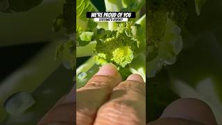 Growing Broccoli it has a head forming  We’re Proud of YOU  Urban Garden  Steffanie’s Journey [upl. by Rodd983]