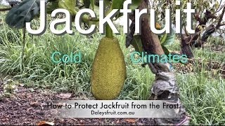 Grafted Jackfruit Tree  Growing in Cold Climates  Brinsmead variety [upl. by Tasiana731]