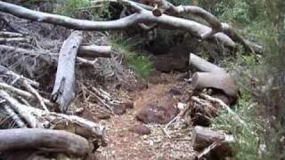 Pilbara  Snakes in the outback of Northwestern Australia [upl. by Connelly]