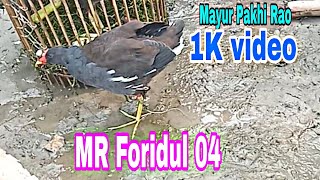 Mayur Pakhi Rao video MR Foridul 04 🌌🌌🌌 [upl. by Warring]