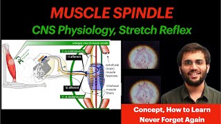 Muscle Spindle  CNS Physiology  Stretch Reflex Video [upl. by Pansy]