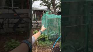 Dismantling the Brassica Cage  End of Season Cleanup love gardening allotment garden goodbye [upl. by Graff]