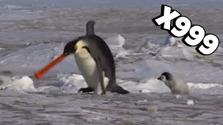 NOOT NOOT Pingu in Real Life  Speed X999 [upl. by Sathrum49]