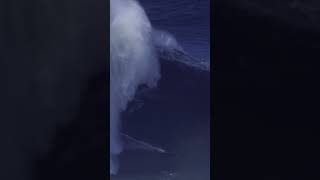 the BIGGEST wave EVER surfed [upl. by Newfeld]