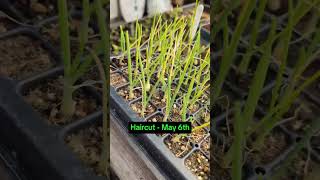 Spring Update 05212024 veseys canadiangardening flowergarden veseysseeds vegetablegarden [upl. by Nodnahs246]