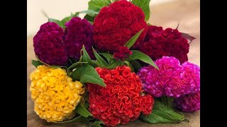 COCKSCOMB CELOSIA FLOWER PLANT CARE AND SEED COLLECTION [upl. by Eniarrol]