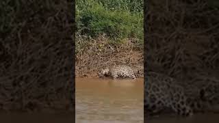 ONÇA pegando JACARÉ no Pantanal [upl. by Puto]