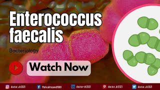 Enterococcus faecalis Classification Virulence and Antibiotic Resistance  A Comprehensive Guide [upl. by Anihs]