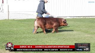 DUROC 908  quotAll Inquot Bred Gilt Sale  Nov 16th 2024 [upl. by Notsud440]