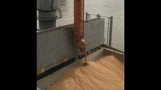 NEUERO Ship Loader  Grain  Live Video showing grain ship loading [upl. by Kym951]