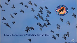 Protect Pinyon Jays [upl. by Madoc]