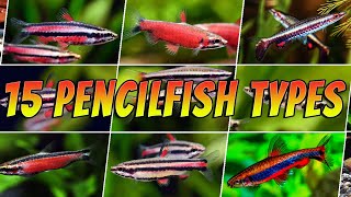 15 Rare amp Common Pencilfish  Top Aquarium Nannostomus Pencil Fish Types [upl. by Kielty256]