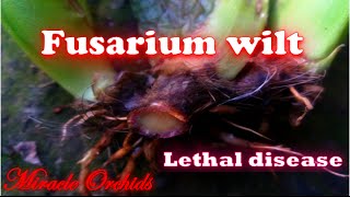 Fusarium wilt on orchids  lethal disease  Beallara Marfitch Howards Dream [upl. by Nimocks]