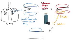 Salbutamol Ventolin Explained in 2 Minutes [upl. by Lonyer]