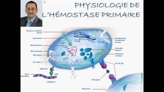 PHYSIOLOGIE DE HÉMOSTASE PRIMAIRE [upl. by Cocks]