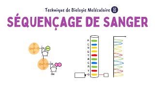 Séquençage de Sanger  Biochimie Facile [upl. by Donnenfeld]