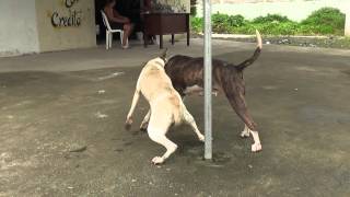 perros peleando [upl. by Anayit]