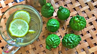 Kaffir lime tea  Easy Recipe Idea for Kaffir Lime  Homemade tea [upl. by Aser461]