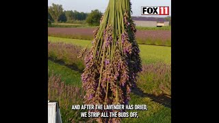 Lavender fields in Oconto County [upl. by Hepsoj]