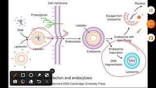 Liposome mediated gene transfection and endocytosis [upl. by Coridon49]