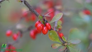 Treating Acne with Barberries [upl. by Lukey]