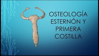 Osteología del esternón y primera costilla [upl. by Yance886]