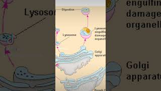 Lysosomen einfach erklärt biologie schule abitur [upl. by Suilienroc]