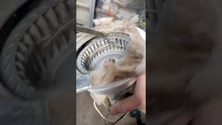 BIRD STOPS FURNACE furnace diy hvac [upl. by Gretel]